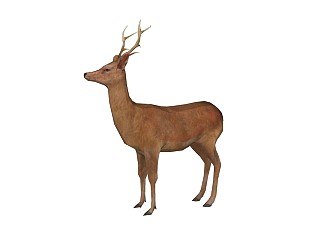 精品动物模型鹿(1)